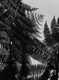 Fotografia acentuando padrão de folhas de uma samabaia, são diferentes formatos, as plantas se sobrepõe retornando uma representação imagética do natural da natureza
