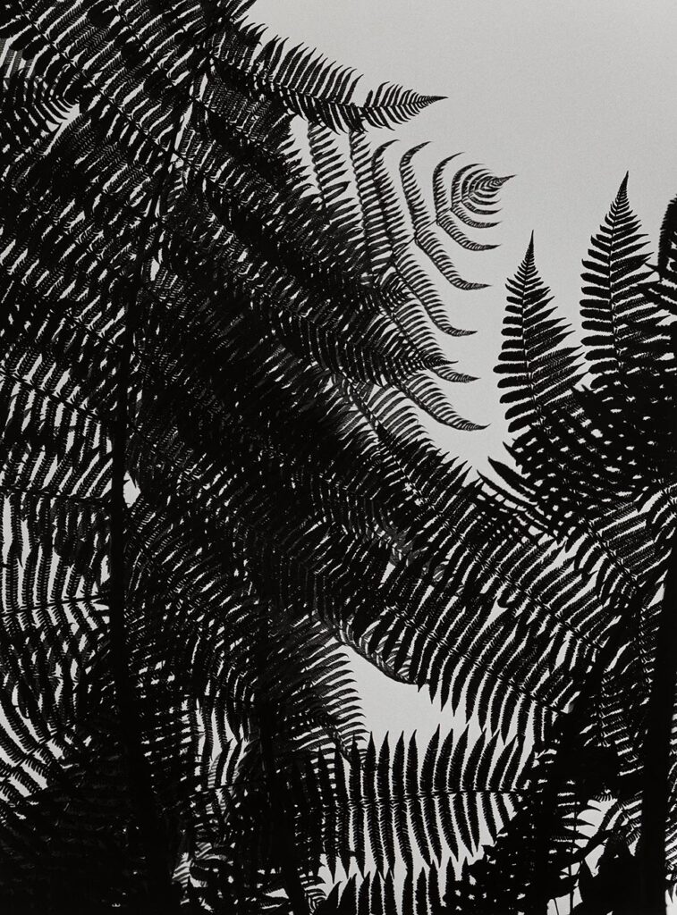 Fotografia acentuando padrão de folhas de uma samabaia, são diferentes formatos, as plantas se sobrepõe retornando uma representação imagética do natural da natureza