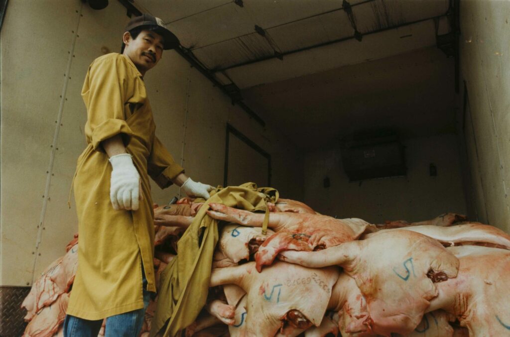 A fotografia é registrada dentro de um caminhão ou transporte de cargas em primeiro plano um homem vestido de avental de corpo inteiro na cor amarela, ele usa luvas brancas, chapéu escuro perto do preto e calças jeans, ele está ao lado da carga, são peças de carne de porco, pernis suínos com suas respectivas numerações de lote, as pernas de porco estão sem embalagem, empilhadas ao lado do homem